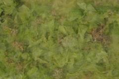 Algae
