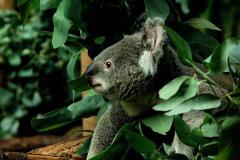BlinkyBill