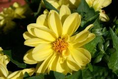 BlumeVI
