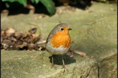 Erithacus-rubecula