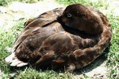 LazyDuck