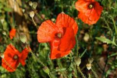 Papaver