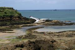 SeaGullI