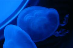 SeaLife