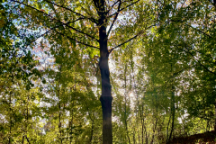 Tree II