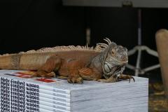 Varanus