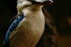 VogelIl